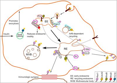 Multifaceted Rho GTPase Signaling at the Endomembranes